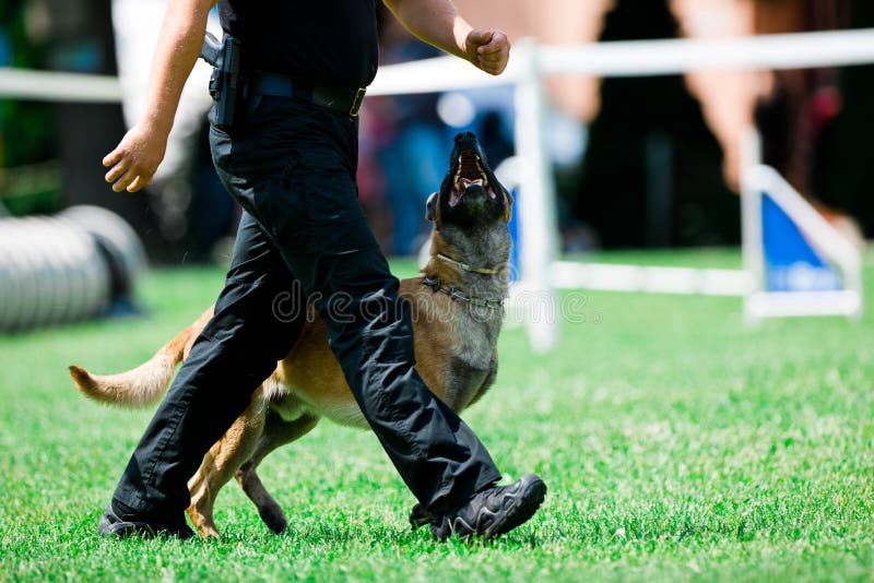 Malinois för polishund går bredvid polisman arkivfoton Malinois för polishund går bredvid polisman arkivfoton
