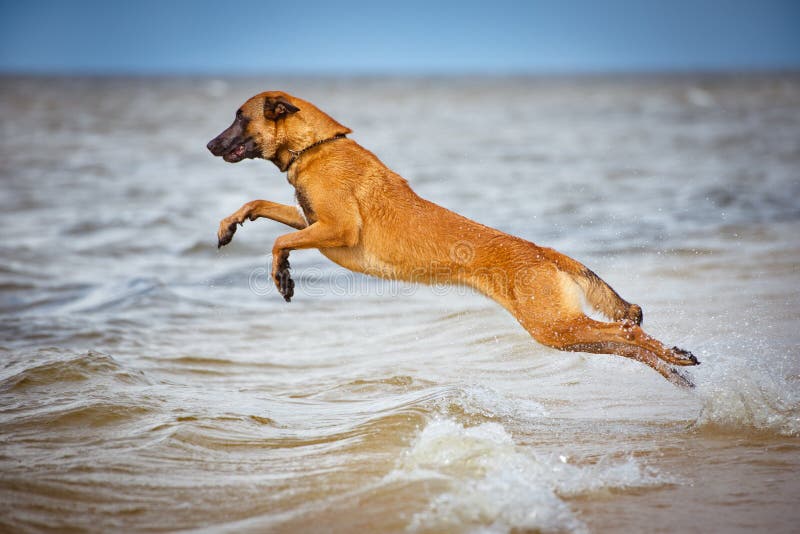 MalinoisHund Springt In Das Meer Stockbild Bild von sport, belgier