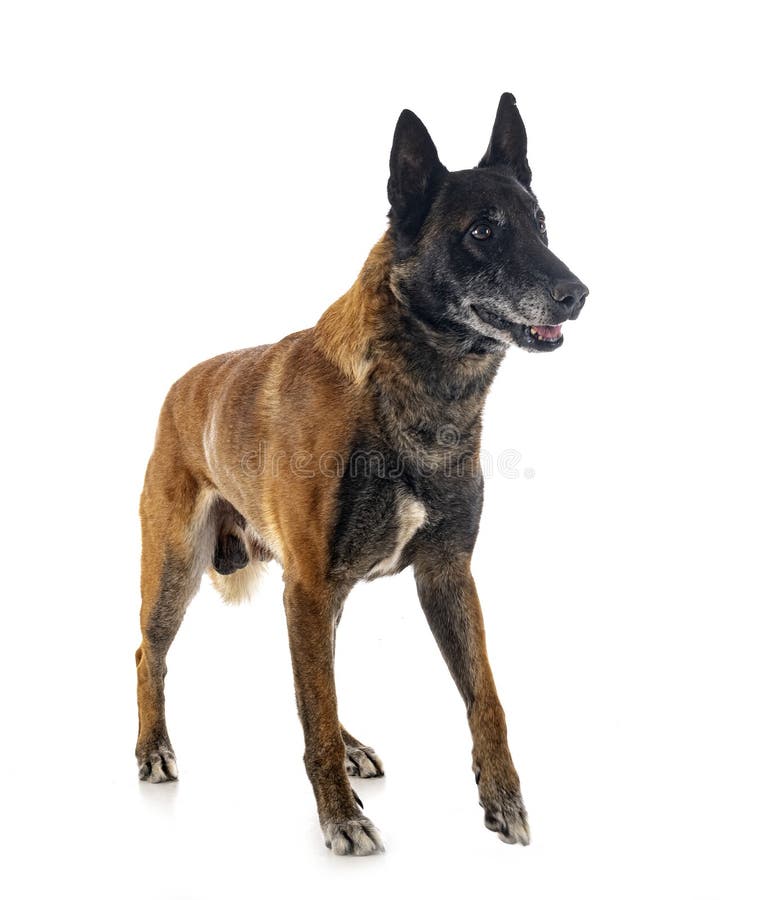 Malinois im Studio. Belgischer Hirte vor weißem Hintergrund