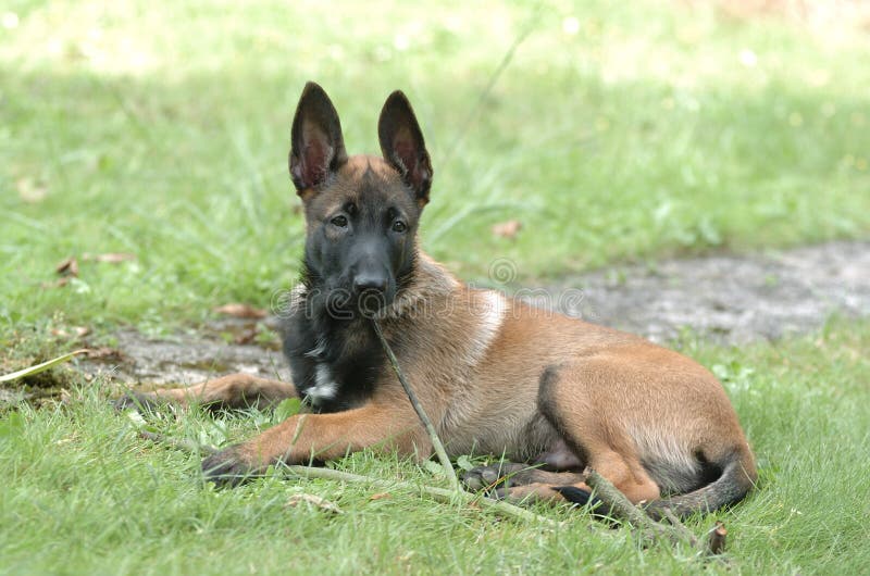 Malinois puppy stock image. Image of shepherd, malinois 2844893