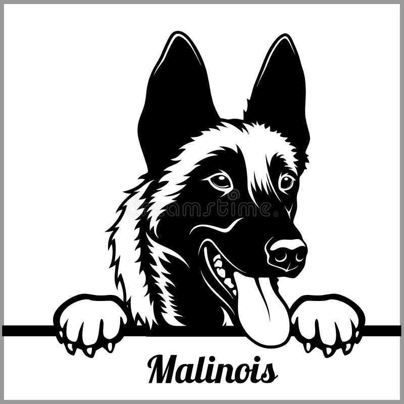 Malinois - σκυλιά κρυφοκοιτάγματος - - κεφάλι προσώπου φυλής που απομονώνεται στο λευκό διανυσματική απεικόνιση