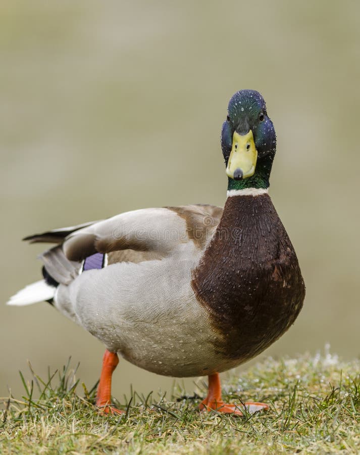 Mallard