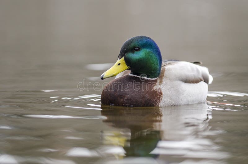 Mallard