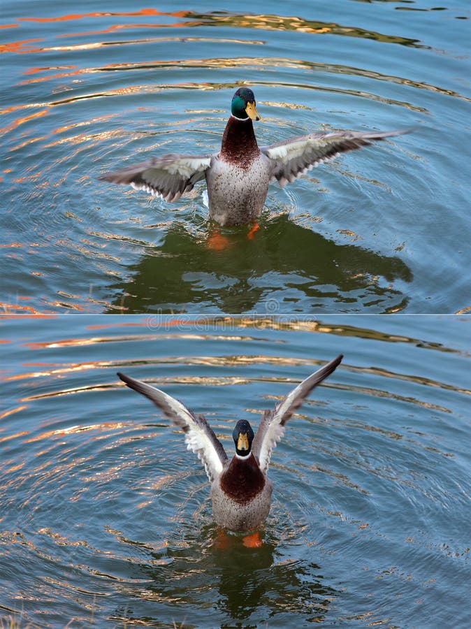 Adult duck in river or lake water