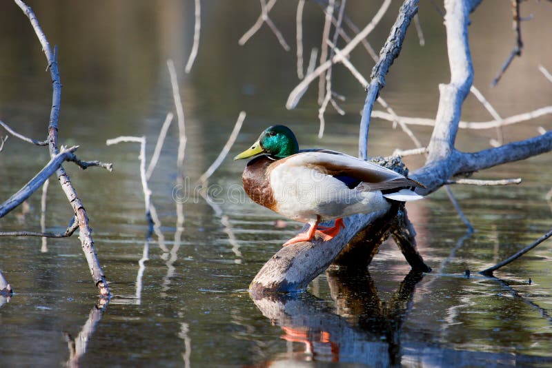 Mallard On A Branch Taking A Mallard On A Branch Stock Image Image Of Fowl Central