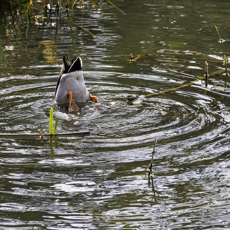 Mallard - canard sauvage jouant le cache-cache dans le lac octagon - Stowe, Buckinghamshire, R-U photo libre de droits Mallard - canard sauvage jouant le cache-cache dans le lac octagon - Stowe, Buckinghamshire, R-U photo libre de droits