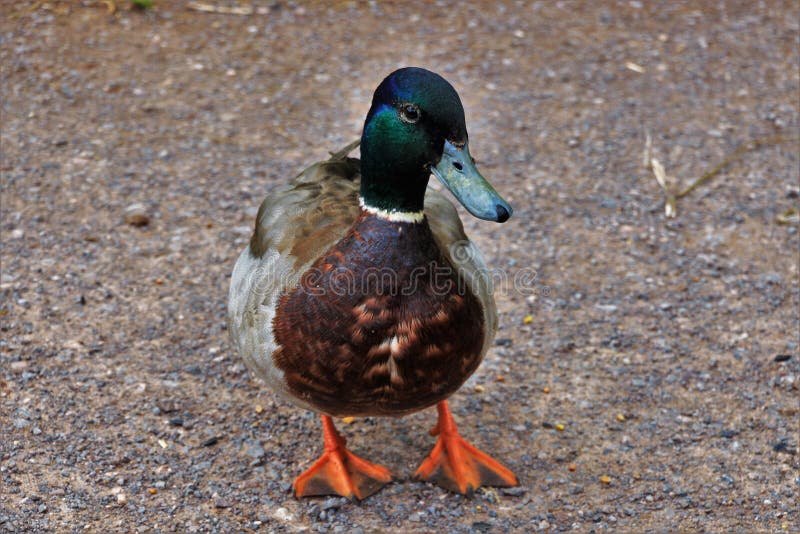 Mallard stock photography