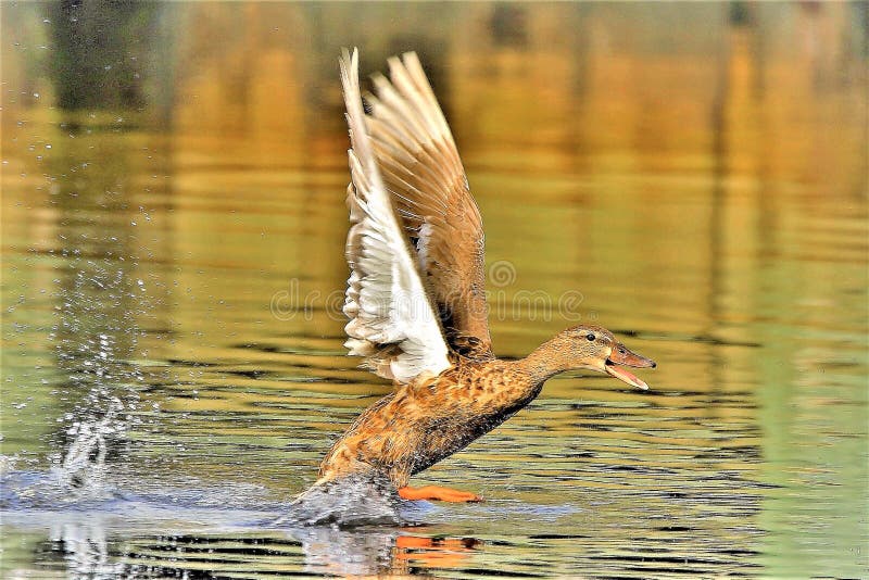 Female Mallard duck is flying back and forth as several other ducks get to close to her ducklings. The female mallard repeatedly flies very fast over the other ducks heads that are floating by her babies, she lets out a very loud quack and repeats this several times. Female Mallard duck is flying back and forth as several other ducks get to close to her ducklings. The female mallard repeatedly flies very fast over the other ducks heads that are floating by her babies, she lets out a very loud quack and repeats this several times.