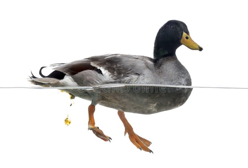 Mallard defecating in the water, Anas platyrhynchos