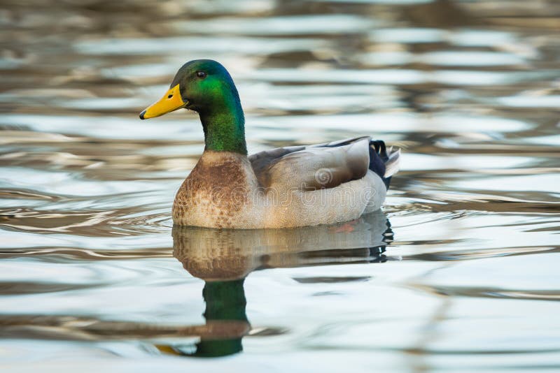 Mallard Drake male duck stock image. Image of birds, missouri - 49884017