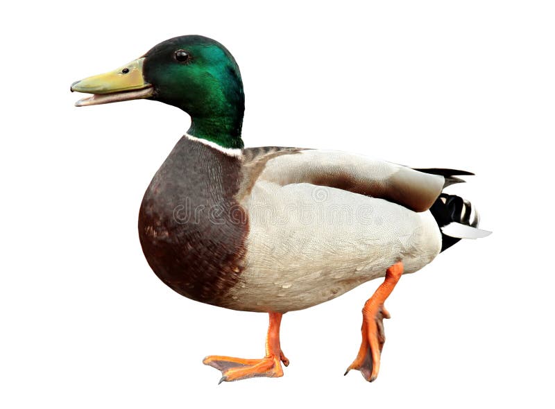 Mallard Duck