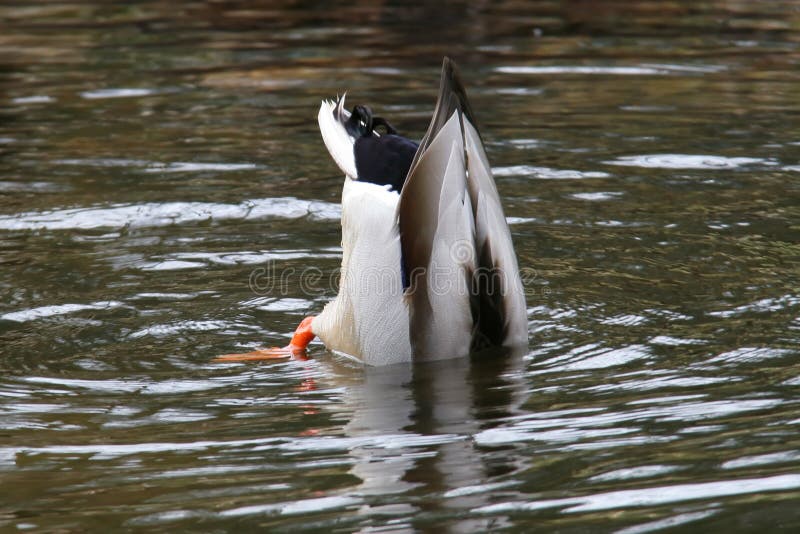 Mallard duck