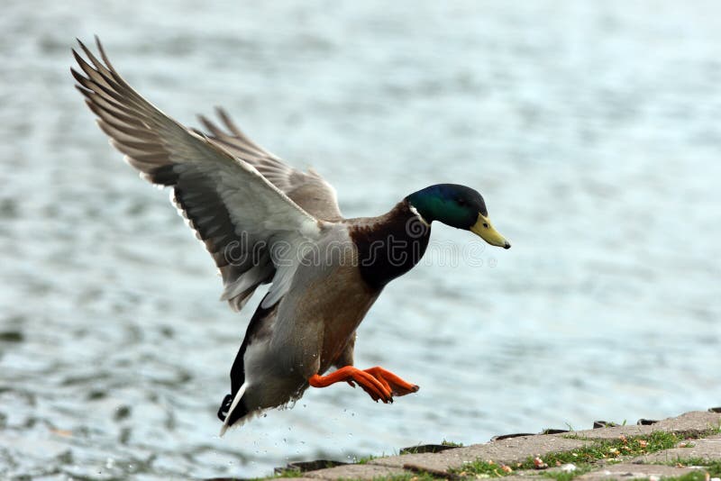 Mallard Duck