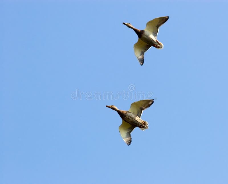 Mallard duck (Anas platyrhynchus)