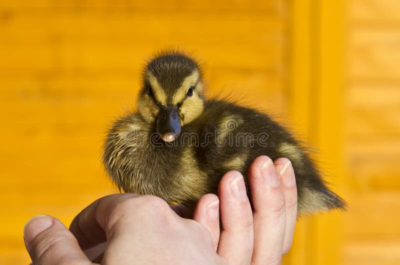 Chick and duck stock image. Image of animal, hatchery 22877723