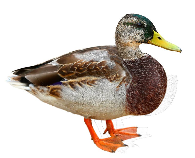 Mallard Duck with Clipping Path. Colourful Wild Duck Drake Isolated on ...