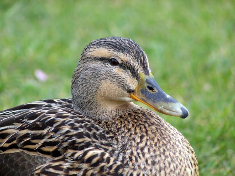 Mallard Duck Closeup