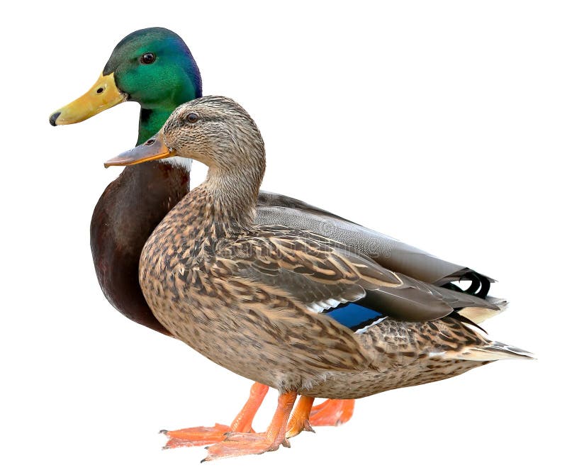 Mallard Duck Digital download Background