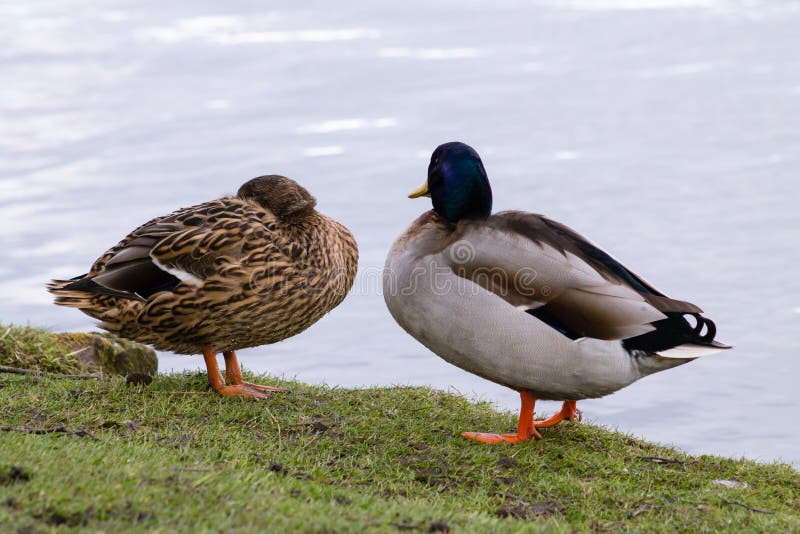 Mallard Duck Couple fotografie stock Mallard Duck Couple fotografie stock