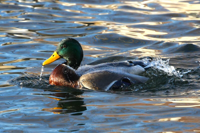 Mallard Duck Drake