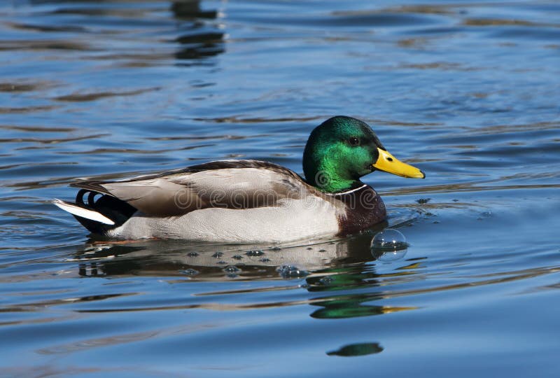 Mallard Duck Drake