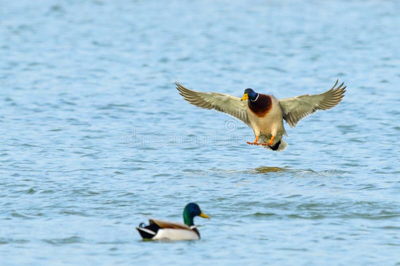 Mallard duck drake landing on water