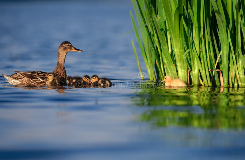 Mallard Duck Family avec le caneton jaune photographie stock libre de droits Mallard Duck Family avec le caneton jaune photographie stock libre de droits
