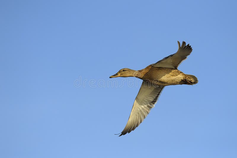 Mallard duck in flight