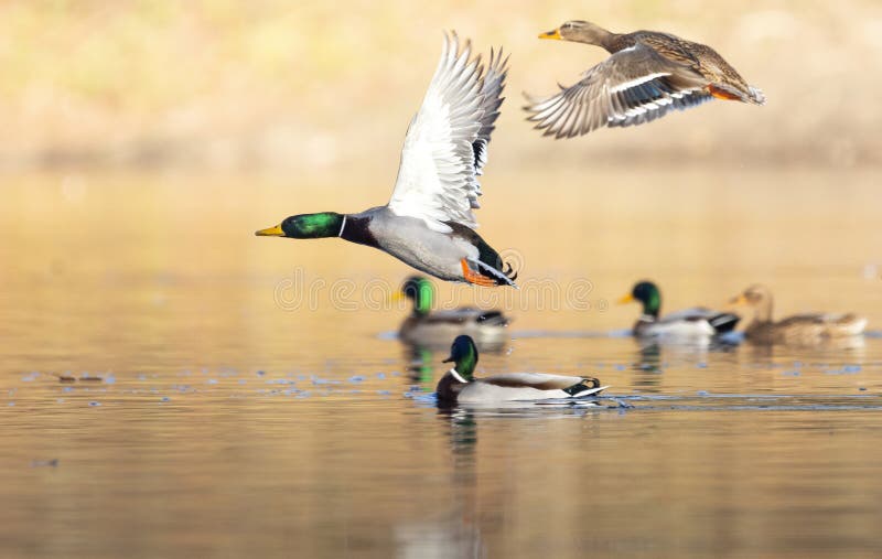 Mallard duck flying in the air with open wings and sunny background. Male mallard duck beak open stock images, royalty-free photos and pictures
