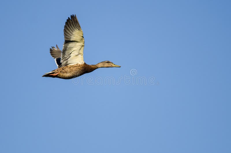 Mallard Duck Flying in a Blue Sky Stock Image Image of nature, blue