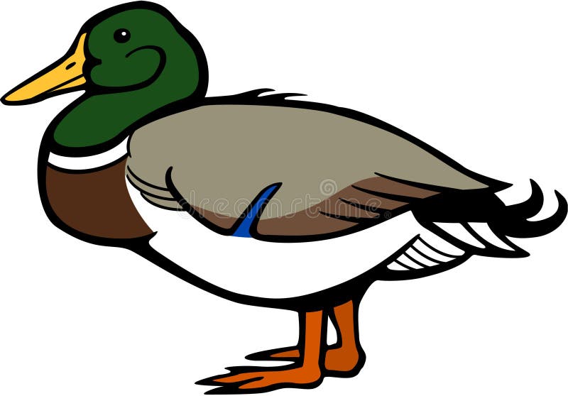 Mallard Duck vector illustration