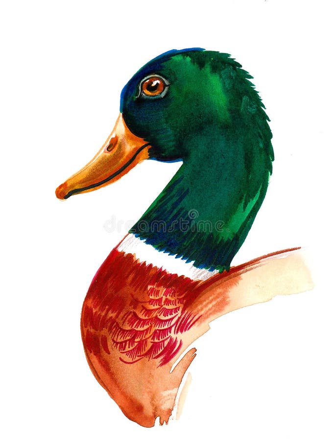 Mallard duck head stock illustration. Illustration of animal 283792988