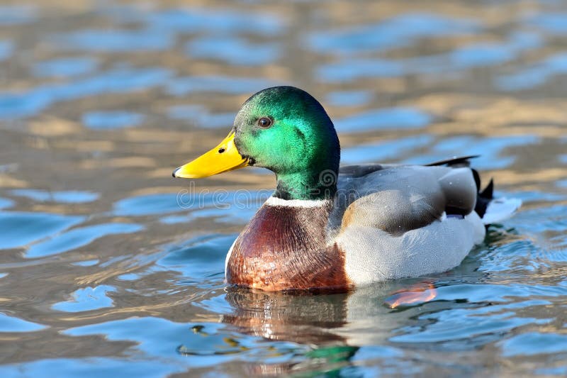 Mallard duck on the lake