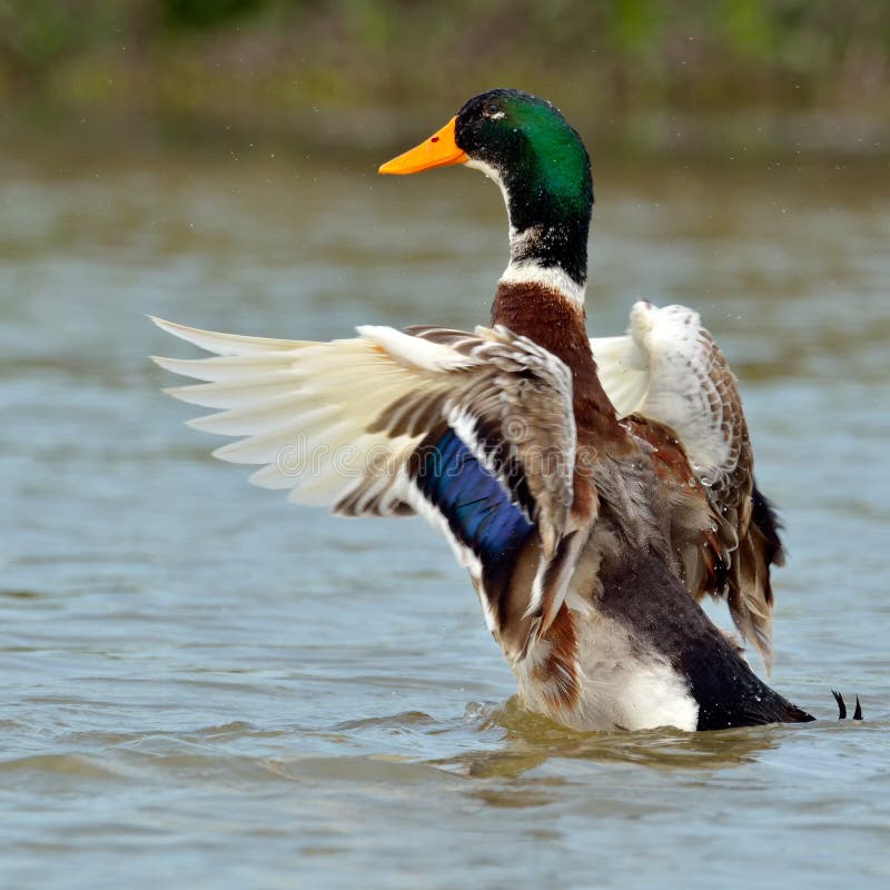 Mallard duck on the lake