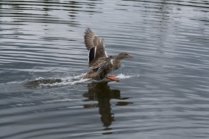 Una mujer pato aterrizaje sobre el Agua estanque.