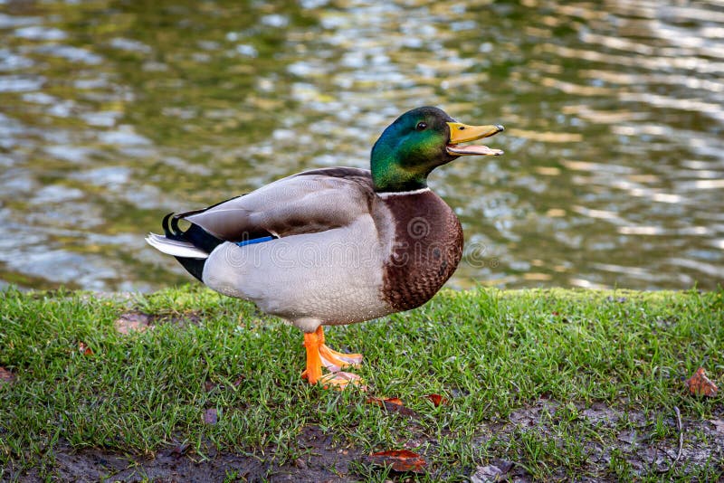 A male mallard duck standing at the waters edge, with his beak open. Male mallard duck beak open stock images, royalty-free photos and pictures