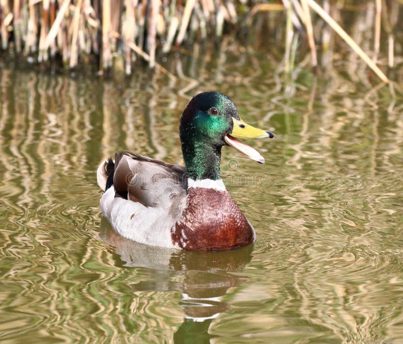 Male mallard duck on the water quacking. Male mallard duck beak open stock images, royalty-free photos and pictures
