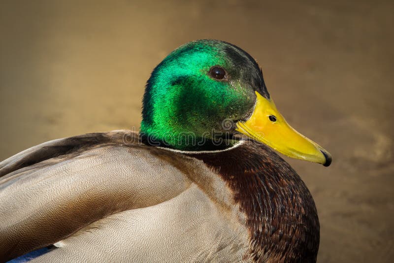 Wallpaper ID 845571  mammal river high angle view from above day  waterfowl animal european lucerne switzerland beak nature duck  swimming feathers one animal free download