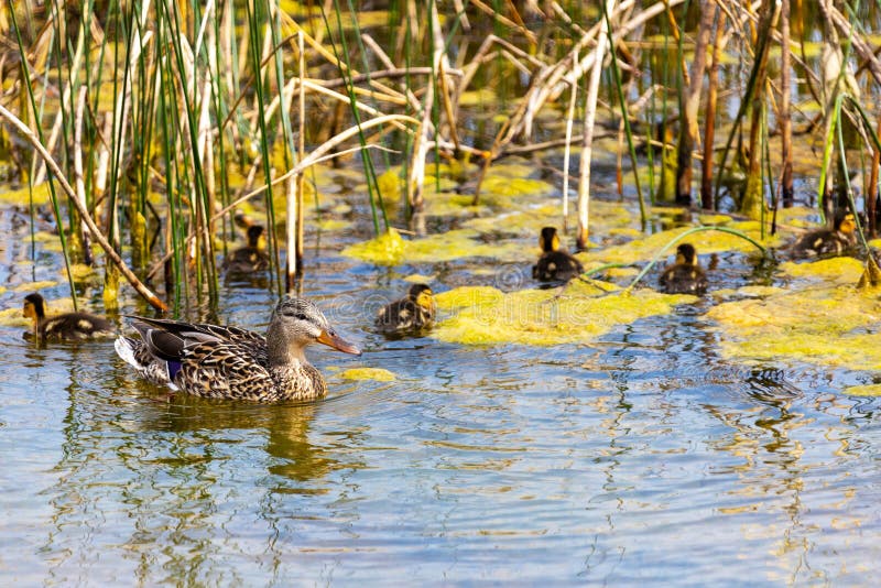 Mallard Duck Mother and Ducklings Swimming in Pond stock images Mallard Duck Mother and Ducklings Swimming in Pond stock images