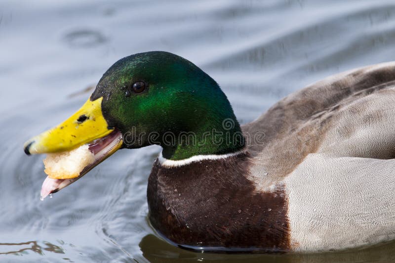 Mallard Duck Portrait