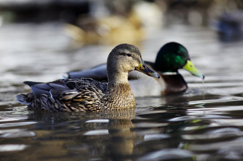 Mallard duck on the river stock image. Image of flock 50290145