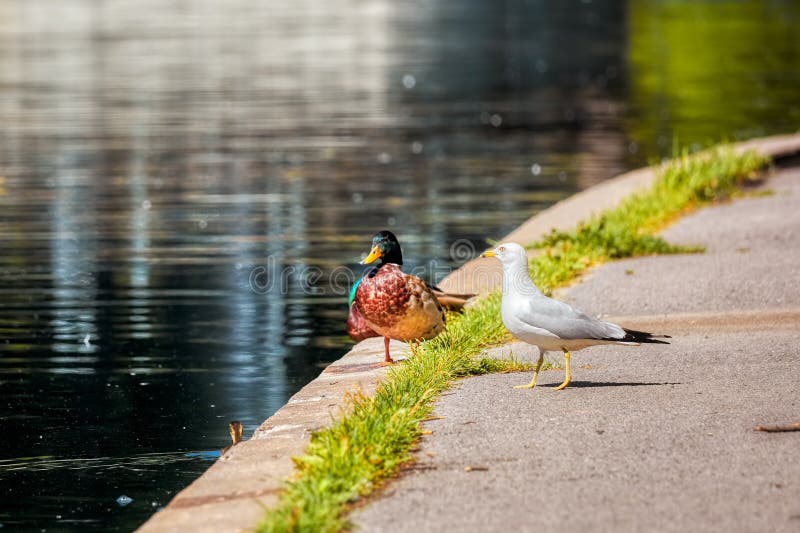 A mallard duck and a seagull standing together near the pond