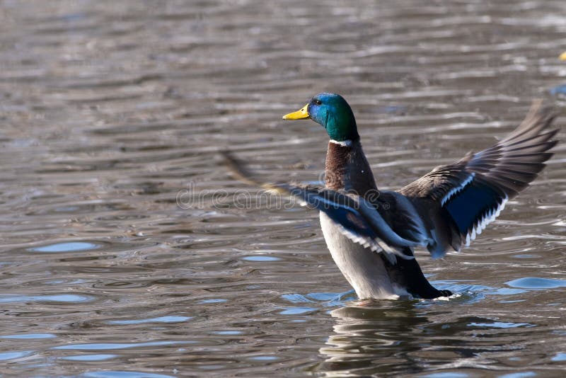 Mallard Duck shaking wings