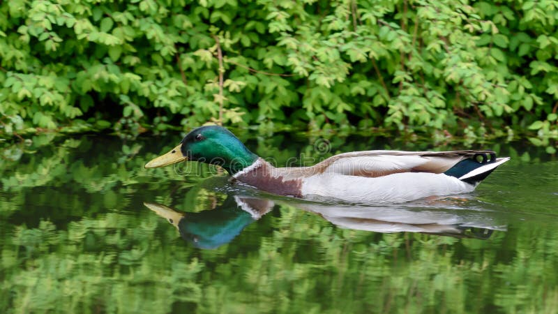 Mallard duck