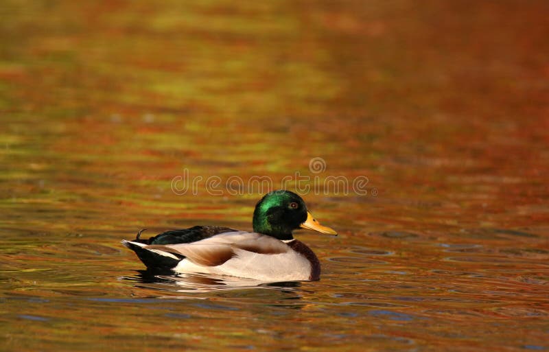 Un maschio di germano reale anatra (Anas platyrhynchos), con un luminoso verde testa di nuoto in un lago arancio in autunno, al tramonto.