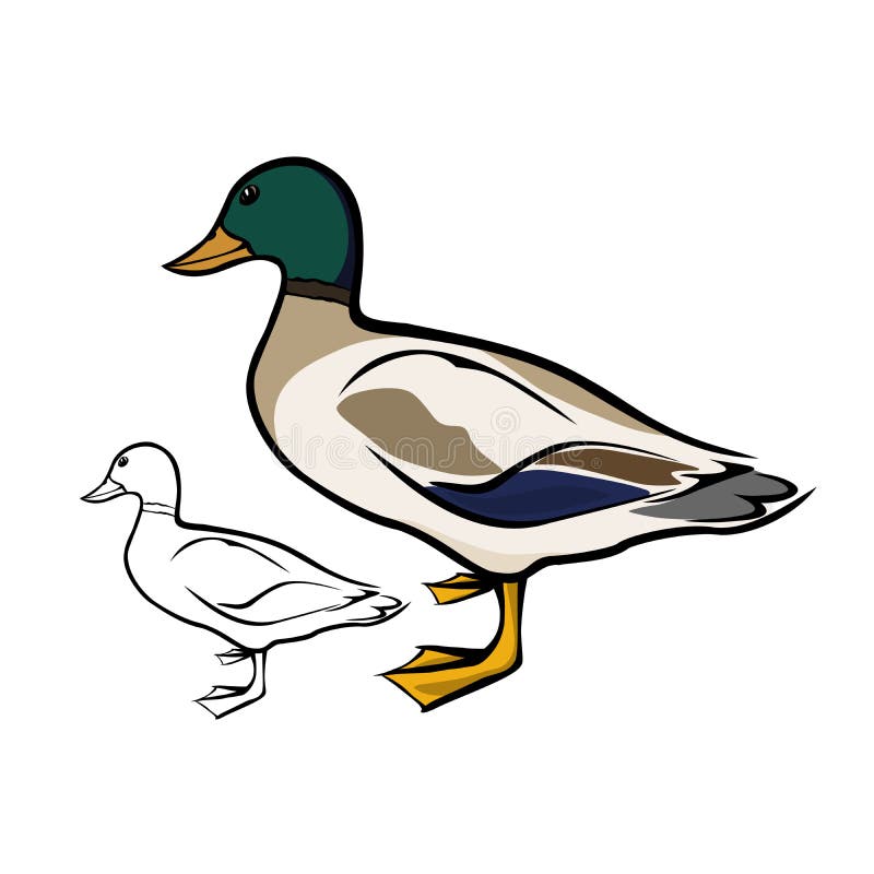 Mallard duck royalty free illustration