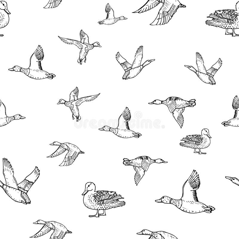 Mallard duck vector sketch stock illustration