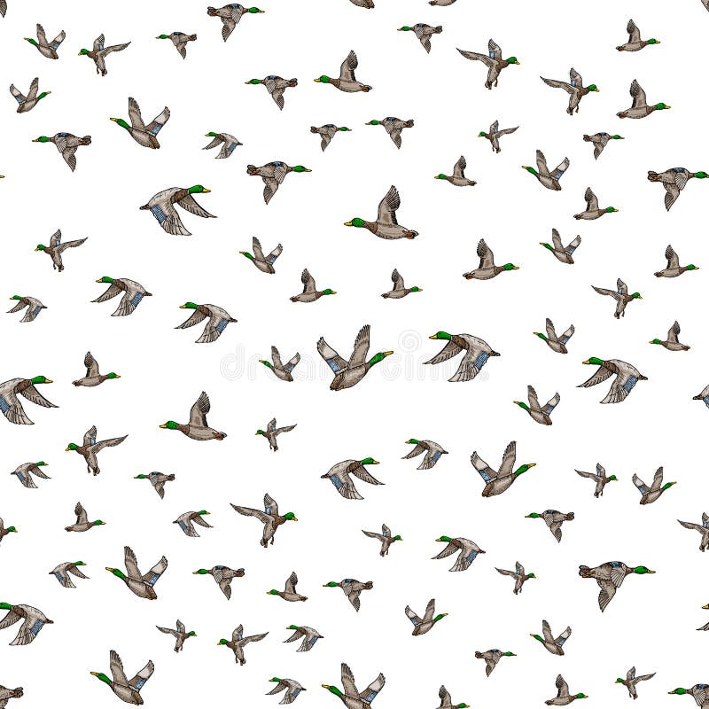 Mallard duck vector sketch royalty free illustration