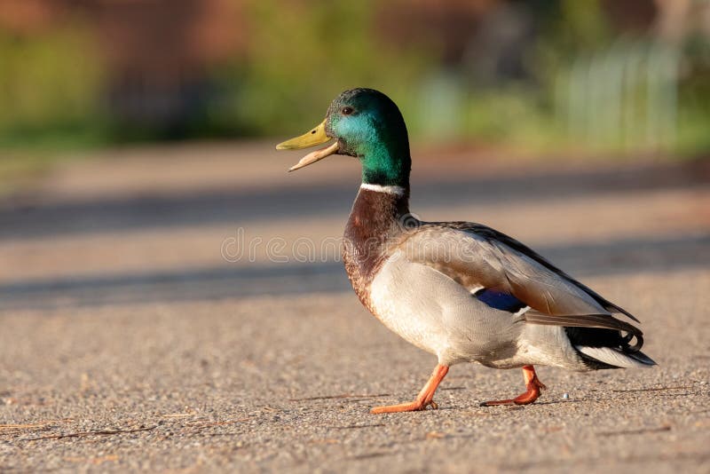 Mallard Duck crossing a road stock photos