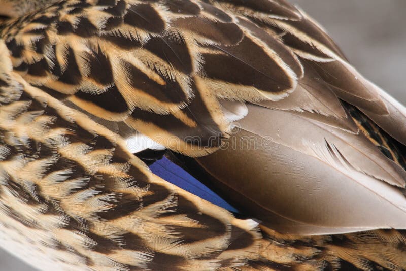 Mallard Duck Wing Feather Detail